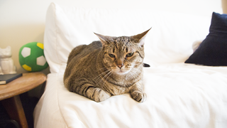 Illustration for article titled I Played Music for a Cat. Here's How the Cat Reacted.